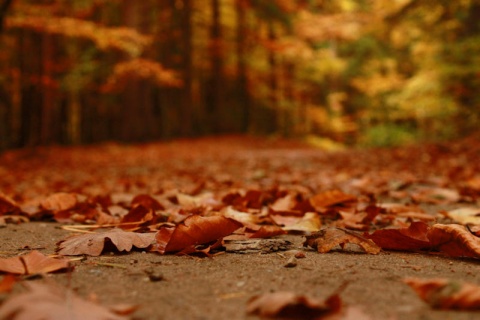 Kliknij na zdjęcie, żeby zobaczyć w pełnych wymiarach