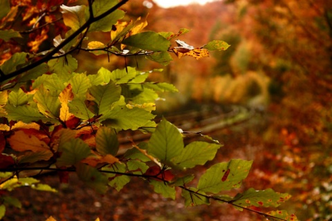 Kliknij na zdjęcie, żeby zobaczyć w pełnych wymiarach