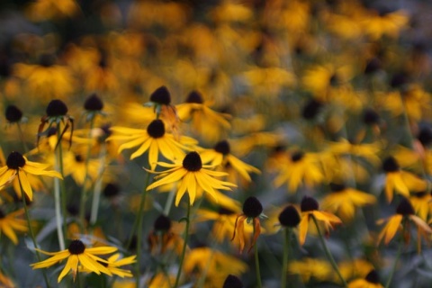 Kliknij na zdjęcie, żeby zobaczyć w pełnych wymiarach