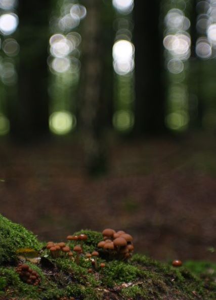 Kliknij na zdjęcie, żeby zobaczyć w pełnych wymiarach