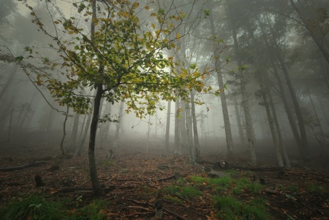 Kliknij na zdjęcie, żeby zobaczyć w pełnych wymiarach