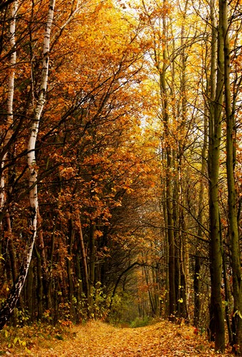 Kliknij na zdjęcie, żeby zobaczyć w pełnych wymiarach