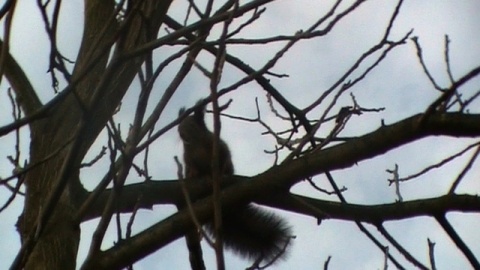 Kliknij na zdjęcie, żeby zobaczyć w pełnych wymiarach