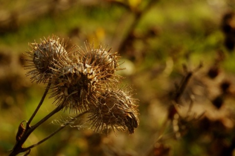 Kliknij na zdjęcie, żeby zobaczyć w pełnych wymiarach