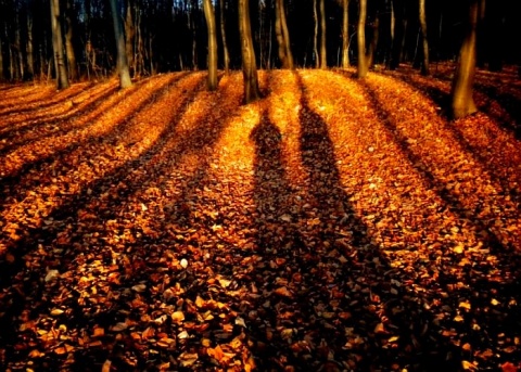 Kliknij na zdjęcie, żeby zobaczyć w pełnych wymiarach