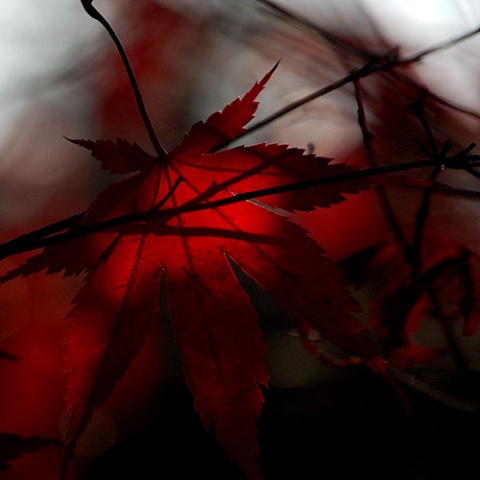 Kliknij na zdjęcie, żeby zobaczyć w pełnych wymiarach