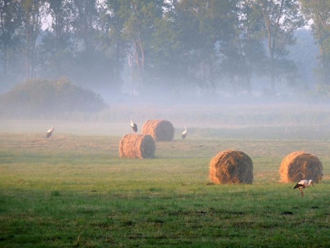 Kliknij na zdjęcie, żeby zobaczyć w pełnych wymiarach