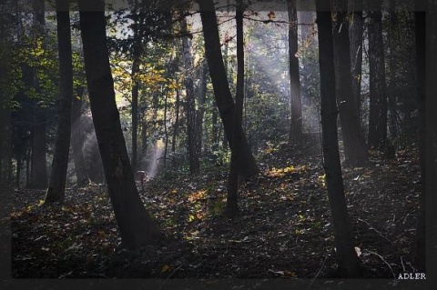 Kliknij na zdjęcie, żeby zobaczyć w pełnych wymiarach