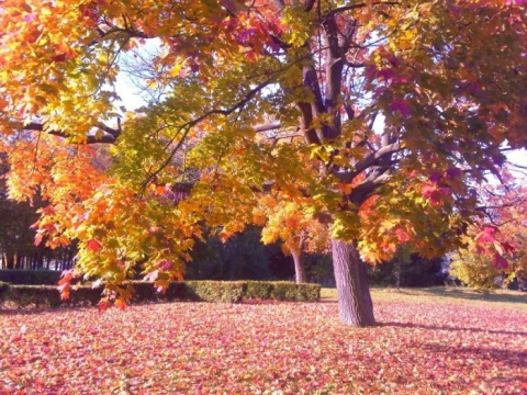Kliknij na zdjęcie, żeby zobaczyć w pełnych wymiarach
