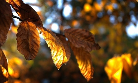Kliknij na zdjęcie, żeby zobaczyć w pełnych wymiarach