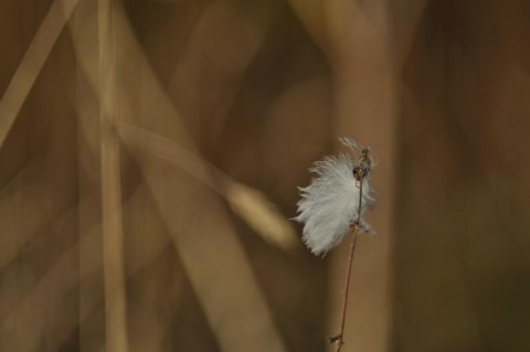 Kliknij na zdjęcie, żeby zobaczyć w pełnych wymiarach