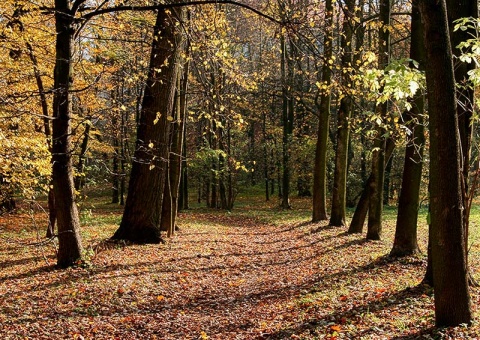 Kliknij na zdjęcie, żeby zobaczyć w pełnych wymiarach