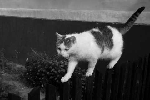 Kliknij na zdjęcie, żeby zobaczyć w pełnych wymiarach