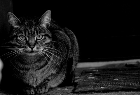 Kliknij na zdjęcie, żeby zobaczyć w pełnych wymiarach