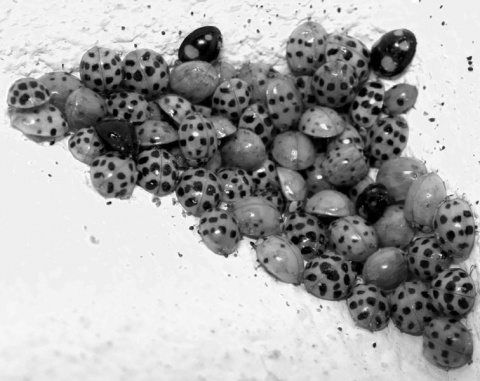 Kliknij na zdjęcie, żeby zobaczyć w pełnych wymiarach