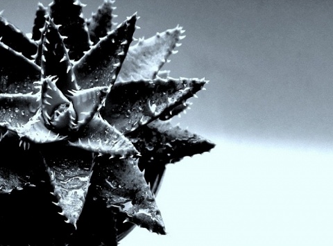 Kliknij na zdjęcie, żeby zobaczyć w pełnych wymiarach