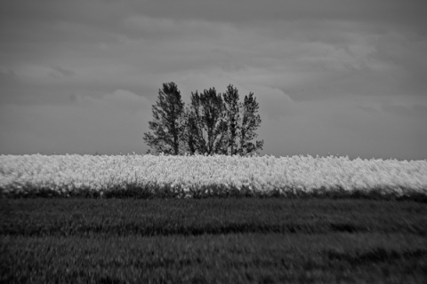 Kliknij na zdjęcie, żeby zobaczyć w pełnych wymiarach