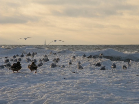 Kliknij na zdjęcie, żeby zobaczyć w pełnych wymiarach