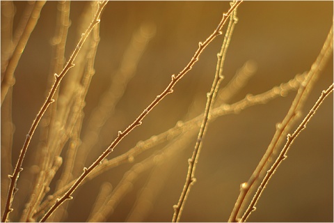 Kliknij na zdjęcie, żeby zobaczyć w pełnych wymiarach