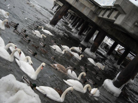 Kliknij na zdjęcie, żeby zobaczyć w pełnych wymiarach