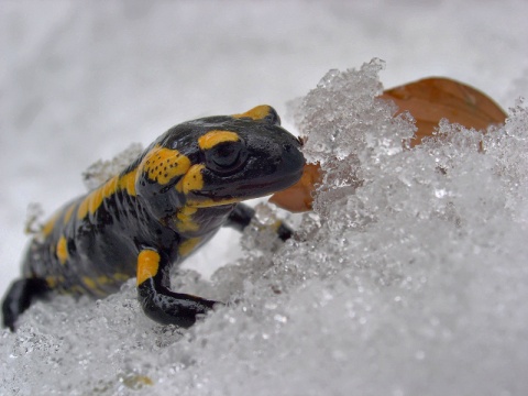 Kliknij na zdjęcie, żeby zobaczyć w pełnych wymiarach