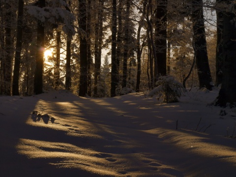 Kliknij na zdjęcie, żeby zobaczyć w pełnych wymiarach