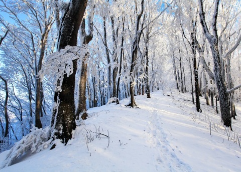 Kliknij na zdjęcie, żeby zobaczyć w pełnych wymiarach