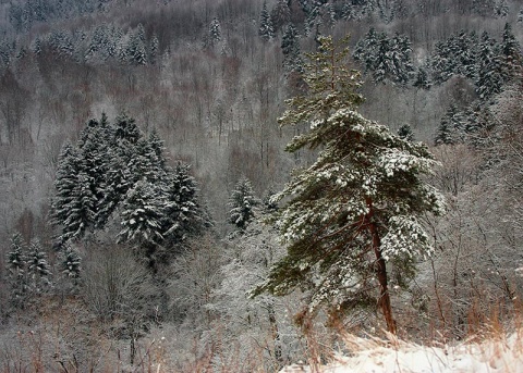 Kliknij na zdjęcie, żeby zobaczyć w pełnych wymiarach