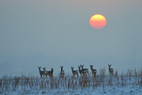 Kliknij na zdjęcie, żeby zobaczyć w pełnych wymiarach