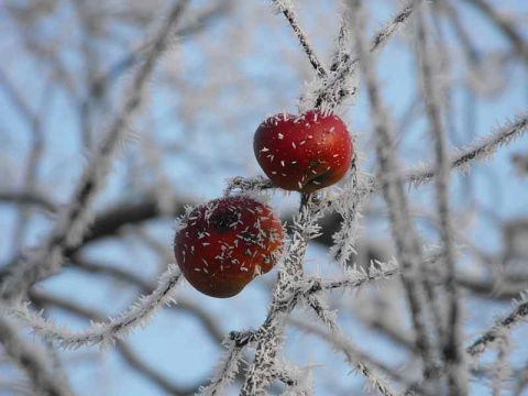 Kliknij na zdjęcie, żeby zobaczyć w pełnych wymiarach