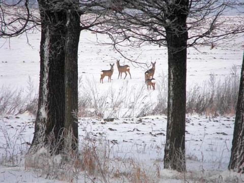 Kliknij na zdjęcie, żeby zobaczyć w pełnych wymiarach