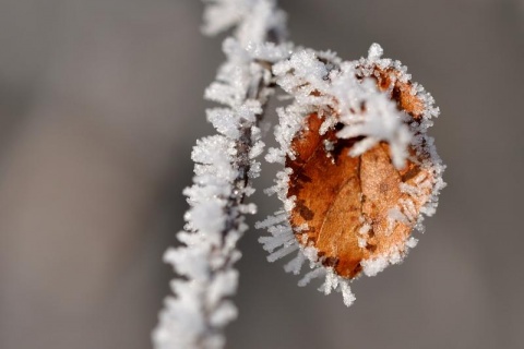 Kliknij na zdjęcie, żeby zobaczyć w pełnych wymiarach