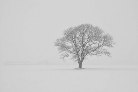 Kliknij na zdjęcie, żeby zobaczyć w pełnych wymiarach
