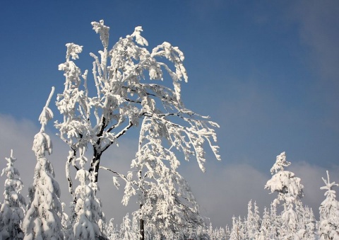 Kliknij na zdjęcie, żeby zobaczyć w pełnych wymiarach