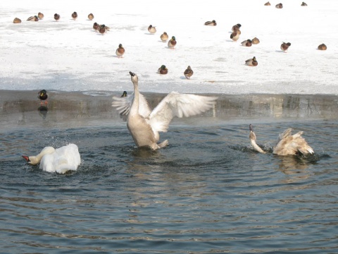 Kliknij na zdjęcie, żeby zobaczyć w pełnych wymiarach