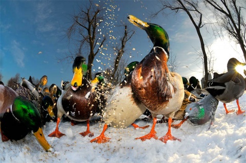 Kliknij na zdjęcie, żeby zobaczyć w pełnych wymiarach