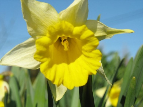 Kliknij na zdjęcie, żeby zobaczyć w pełnych wymiarach