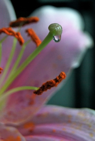 Kliknij na zdjęcie, żeby zobaczyć w pełnych wymiarach