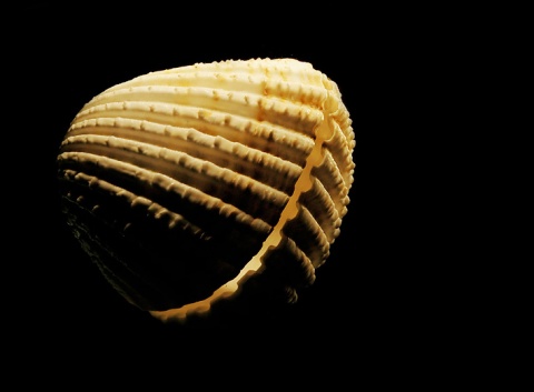 Kliknij na zdjęcie, żeby zobaczyć w pełnych wymiarach