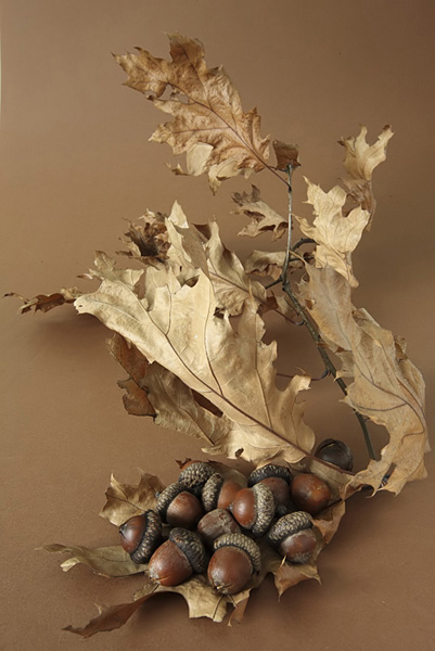 Kliknij na zdjęcie, żeby zobaczyć w pełnych wymiarach