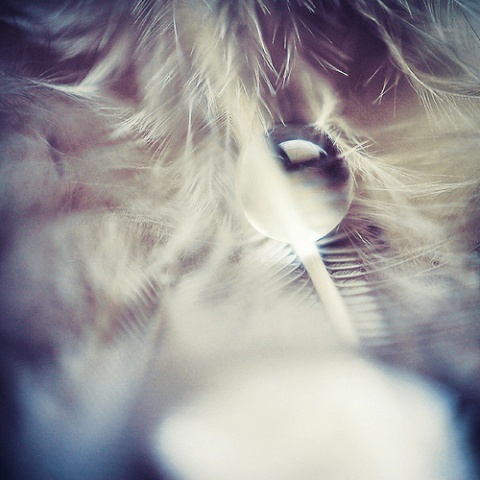 Kliknij na zdjęcie, żeby zobaczyć w pełnych wymiarach