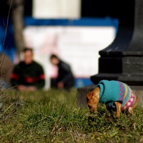Kliknij na zdjęcie, żeby zobaczyć w pełnych wymiarach