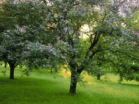 Kliknij na zdjęcie, żeby zobaczyć w pełnych wymiarach