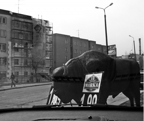 Kliknij na zdjęcie, żeby zobaczyć w pełnych wymiarach