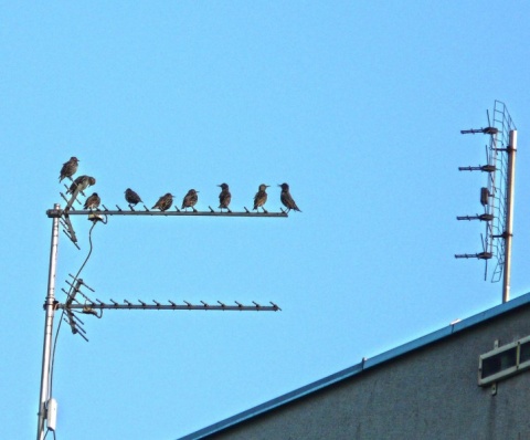 Kliknij na zdjęcie, żeby zobaczyć w pełnych wymiarach