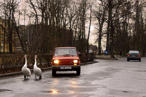 Kliknij na zdjęcie, żeby zobaczyć w pełnych wymiarach