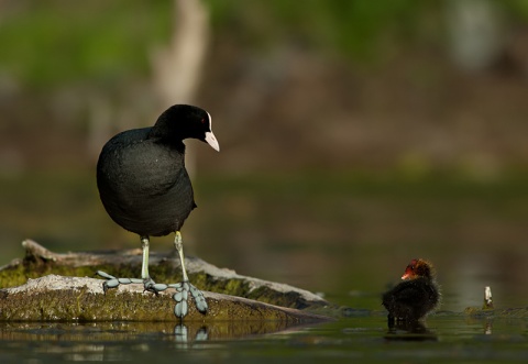 Kliknij na zdjęcie, żeby zobaczyć w pełnych wymiarach