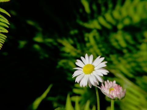Kliknij na zdjęcie, żeby zobaczyć w pełnych wymiarach
