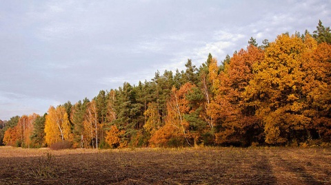 Kliknij na zdjęcie, żeby zobaczyć w pełnych wymiarach