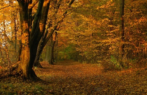 Kliknij na zdjęcie, żeby zobaczyć w pełnych wymiarach